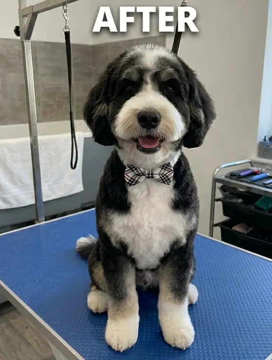 After grooming — Duke — Bernedoodle