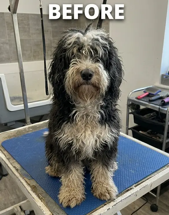 Before grooming — Duke — Bernedoodle