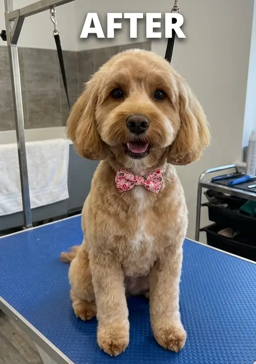 After grooming — Bella — Cockapoo